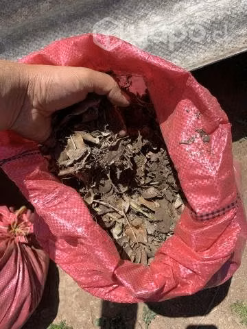 Tierra de hoja (Arbol del Litre)