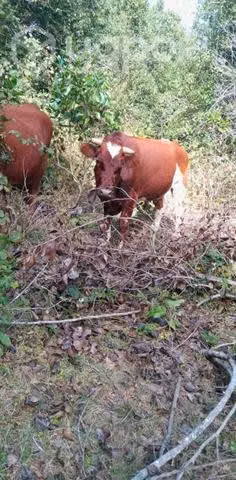 Yunta de bueyes - Imagen 5