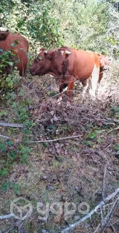 Yunta de bueyes - Imagen 4