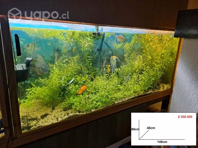 Acuario