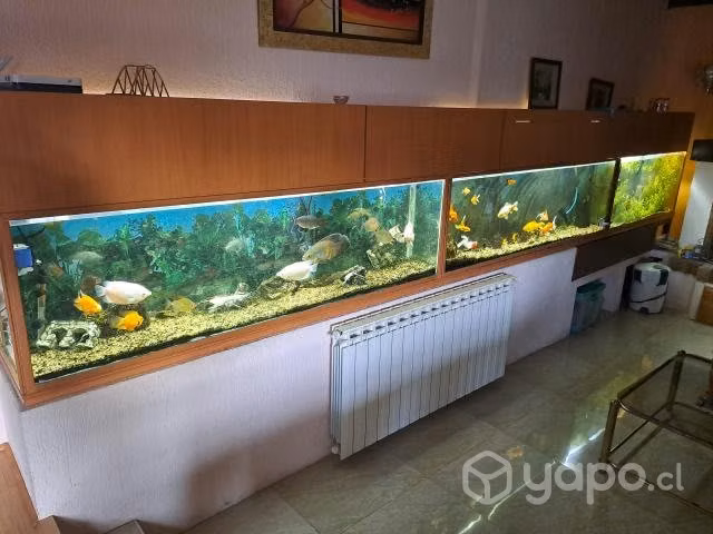 Acuario