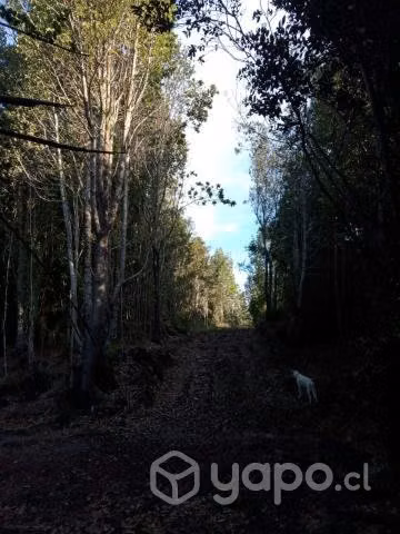 Parcela 5.000 Mts 2 , Casa 4 Dormitorios, Puerto V