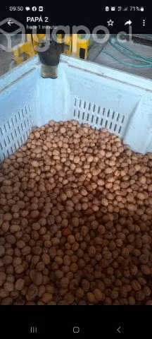 Nueces, con cascara y sin cascara. por mayor