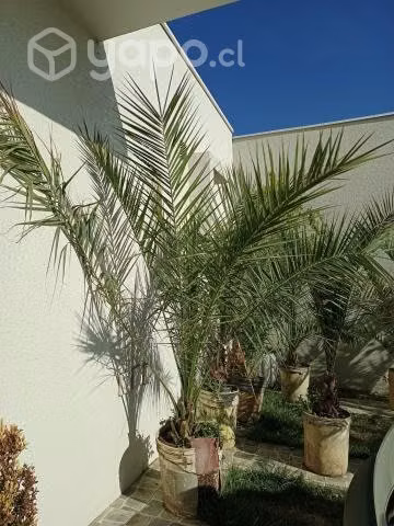 Palmeras Fénix