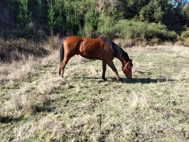 Caballo 3/4 milla - Imagen 2