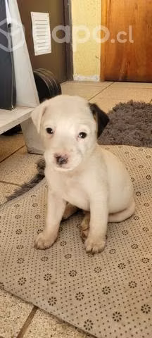 Se regalan perritos