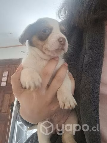 Se regalan perritos