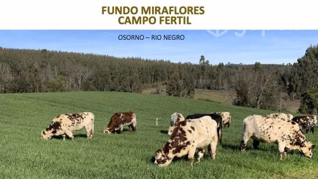 Queso Chanco Mantecoso (Precio x kg IVA Incluido)