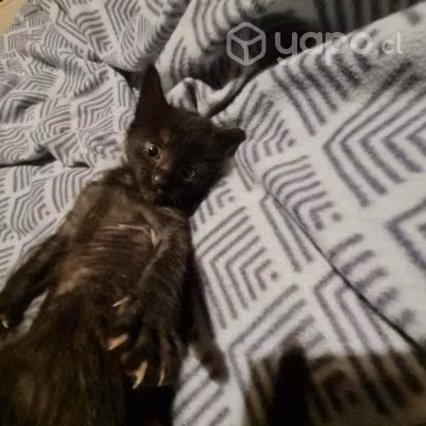 Se regalan hermosos gatitos
