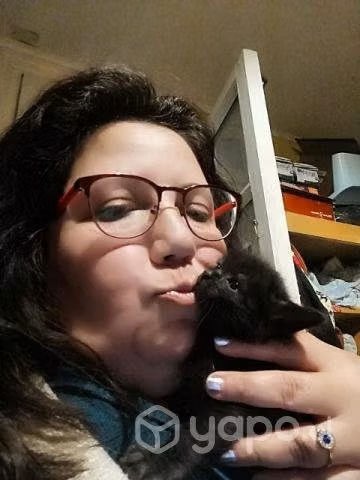 Se regalan hermosos gatitos