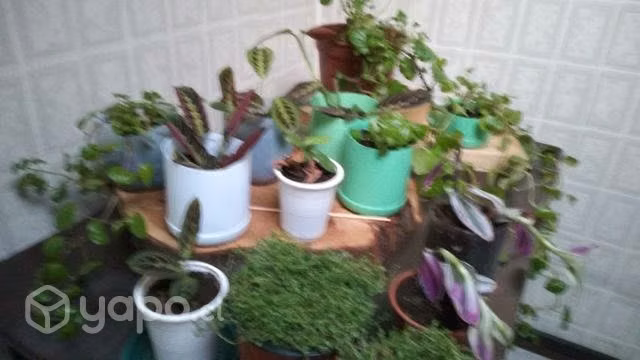 Plantitas de interiores variedad: rack con ruedas