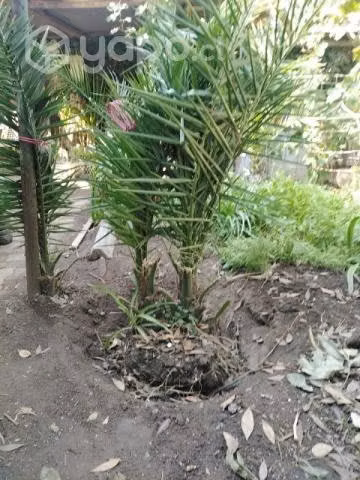 Palmeras