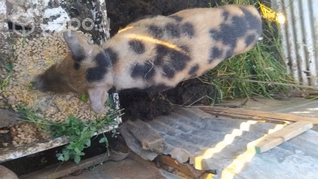 Pareja de cerdo