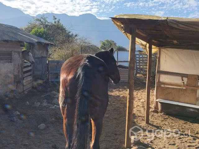 Caballo mestizo