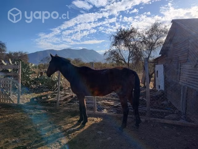 Caballo mestizo