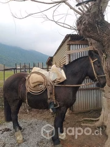 Caballo