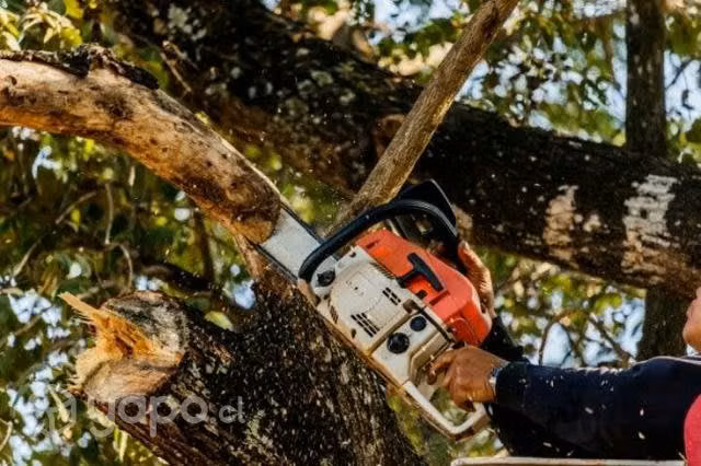 Poda de arboles