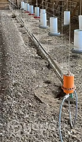 Comederos Ponederos y Bebederos Gallina Libre - Imagen 4