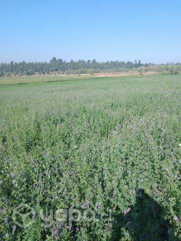 Fardos de alfalfa - Imagen 2