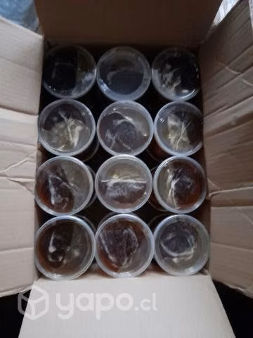 Miel Pura de abeja