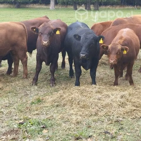 6 vacas preñadas