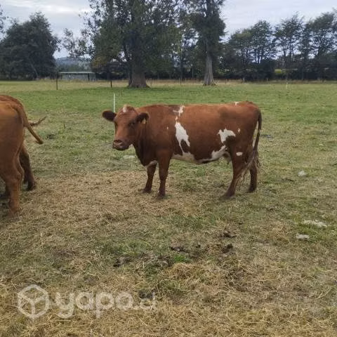 6 vacas preñadas