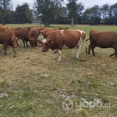 6 vacas preñadas
