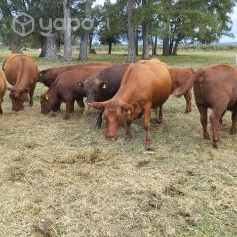 6 vacas preñadas