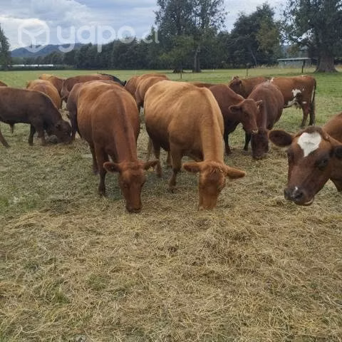 6 vacas preñadas