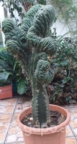 Lindo cactus de 55 cm - Imagen 3