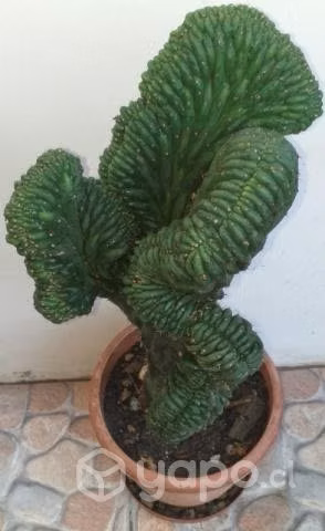 Lindo cactus de 55 cm - Imagen 5