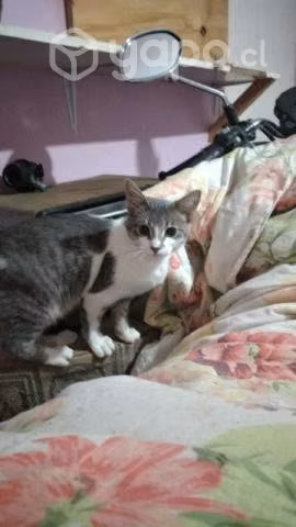 Se regala gatito - Imagen 3