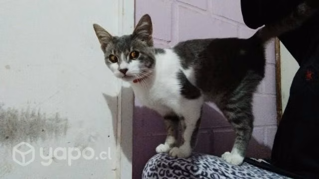 Se regala gatito - Imagen 4