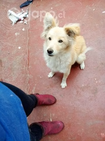 Se regala perrito