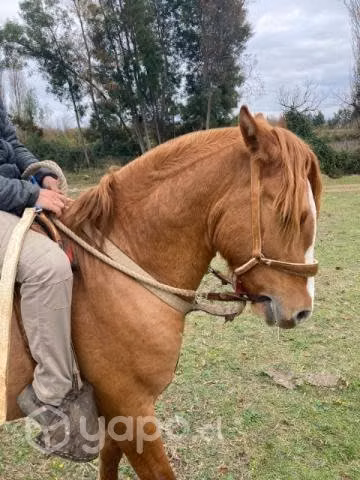 Potrito Inscrito