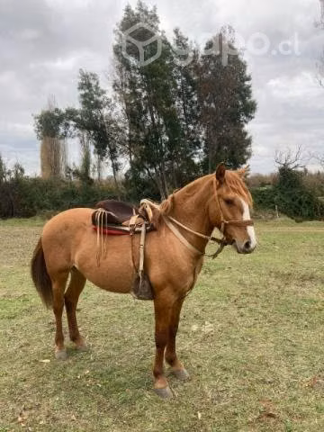 Potrito Inscrito