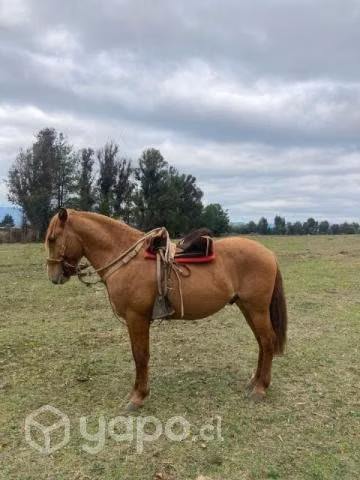 Potrito Inscrito