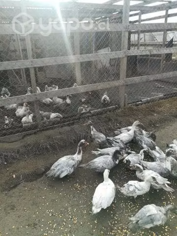 Aves patos
