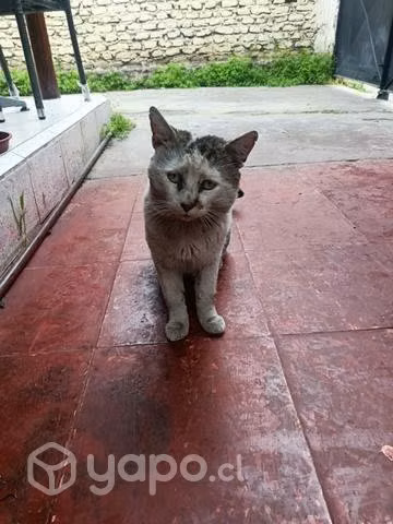 Gatito con un corazoncito - Imagen 3