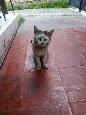Gatito con un corazoncito - Imagen 2