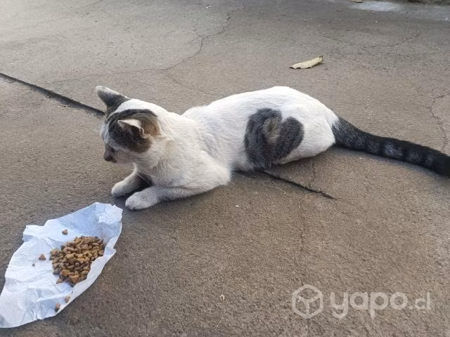Gatito con un corazoncito