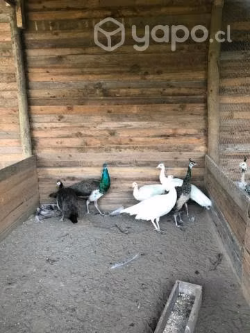 4 años pavos reales. - Imagen 3