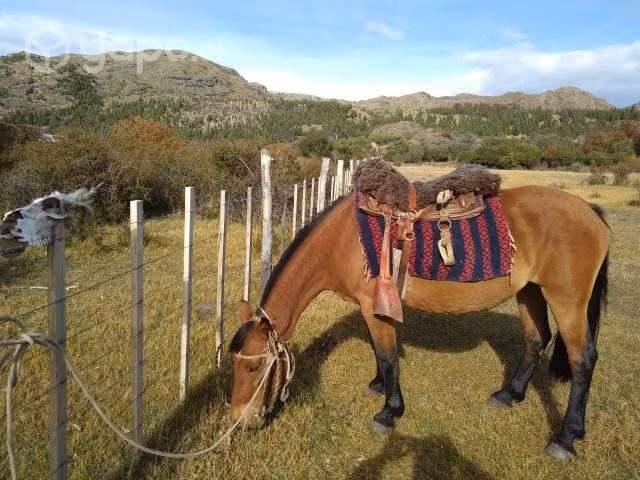 Caballos - Imagen 4