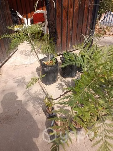 Árboles exóticos