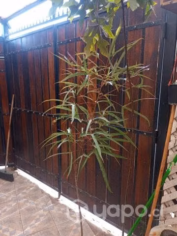 Árboles exóticos