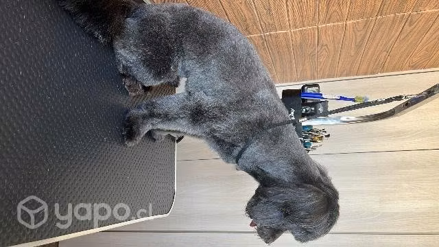 Peluquería canina
