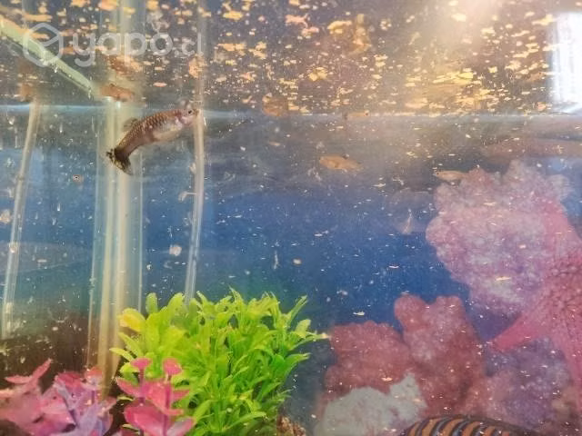Peces