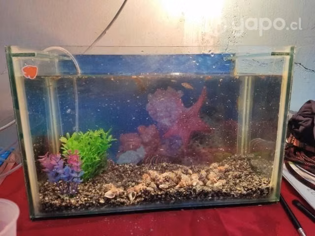 Peces