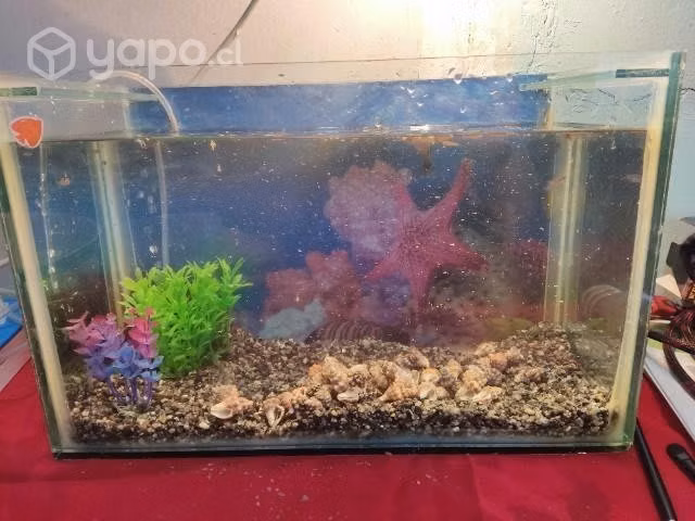 Peces