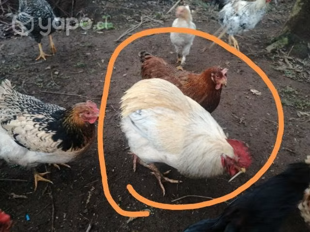 Gallo y gallina